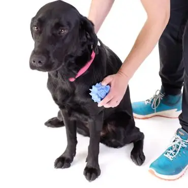 Person brushing a black dog with a blue grooming tool on a white background.