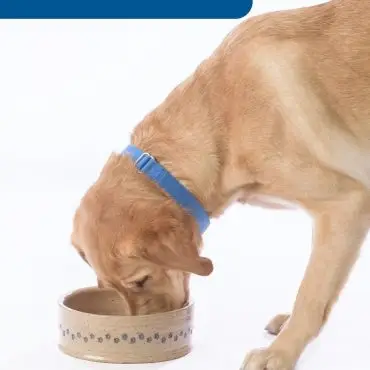Golden retriever with a blue collar eating from a ceramic bowl, labeled Windsor in blue text.