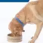 Golden retriever with a blue collar eating from a ceramic bowl, labeled Windsor in blue text.