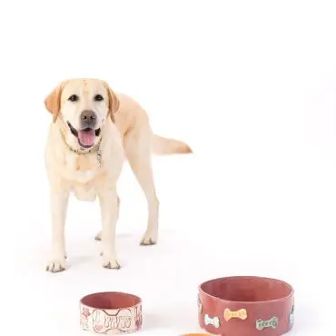 Happy Labrador with ceramic dog bowls on a white background.