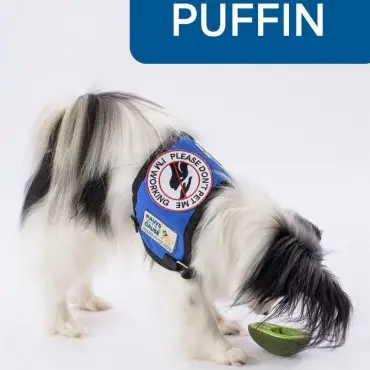 Black and white assistance dog Puffin in service vest engaged with interactive toy on white background.