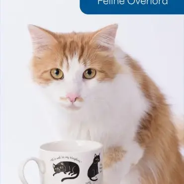 Fluffy ginger and white cat with a decorative mug labeled Tuesday Feline Overlord on a wooden table.