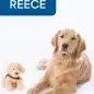 Golden Retriever lying with a matching stuffed toy, both on a white background. Blue banner says Reece.