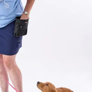 Person training a puppy with treats, dog attentively looking up, wearing harness and leash, plain white background.