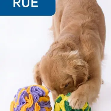 Golden retriever puppy playing with colorful plush balls on a white background, labeled RUE.