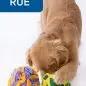 Golden retriever puppy playing with colorful plush balls on a white background, labeled RUE.