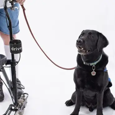 Black Labrador service dog on leash, sitting beside person with mobility aid on white background.