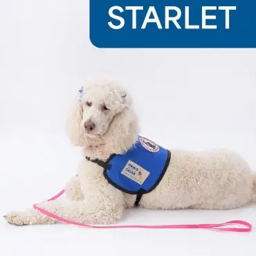 White poodle service dog in blue vest with pink leash, labeled STARLET on white background.