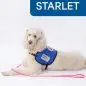 White poodle service dog in blue vest with pink leash, labeled STARLET on white background.