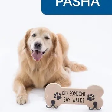Fluffy golden retriever with tongue out, next to a bone-shaped sign saying Did someone say walk?