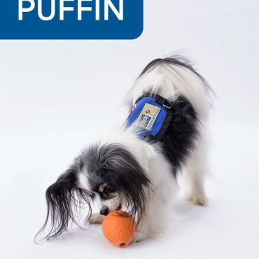 Small dog with a Puffin label, wearing a blue harness, playing with an orange ball on a white background.
