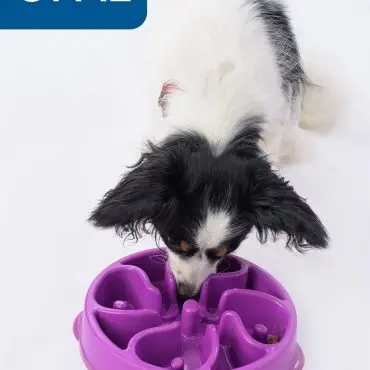 Dog eating from a purple slow feeder bowl labeled Opal on a white background.