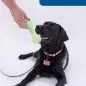 Black Labrador with a pink collar holds a green toy, labeled KONA, in its mouth, with a person offering it.