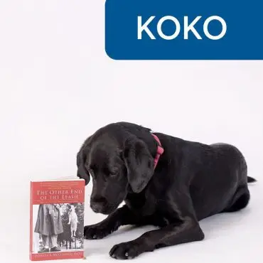 Black dog with red collar lying down, looking at a book titled The Other End of the Leash, against a white background.