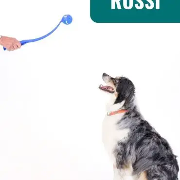 Australian Shepherd eagerly watching a ball thrower against a white background.