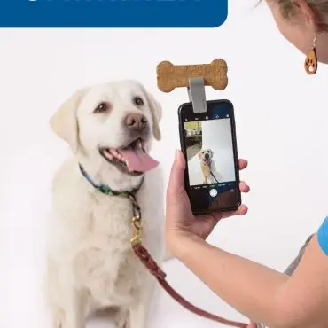 Owner uses treat to take a photo of happy Labrador using smartphone pet accessory.