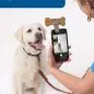 Owner uses treat to take a photo of happy Labrador using smartphone pet accessory.
