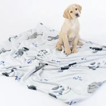 Yellow lab puppy sitting on a printed blanket, looking playful and curious in a light, neutral setting.
