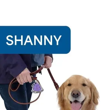 Golden retriever on leash with owner, wearing a purple tag labeled Shanny. Happy dog ready for a walk.