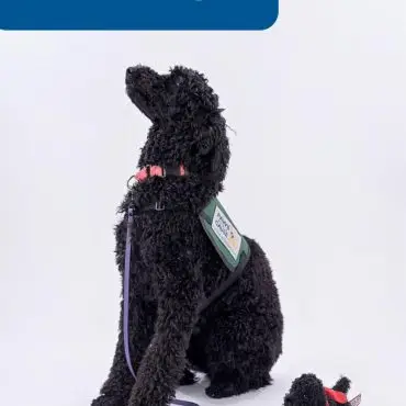 Curly black dog in service vest sits beside a matching toy poodle, with PHANTOM text above.