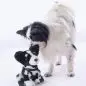 A black and white dog sniffs a plush stuffed dog toy on a plain white background.