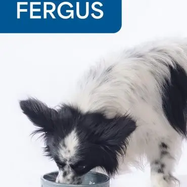 Black and white dog named Fergus eating from a paw-print bowl on a white background.
