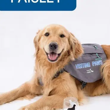 Golden Retriever therapy dog, Paisley, wearing a Visiting Paws vest, posing with a dog-themed glass.