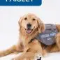 Golden Retriever therapy dog, Paisley, wearing a Visiting Paws vest, posing with a dog-themed glass.
