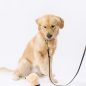 Golden Retriever on leash looking at a small plush dog toy on white background.