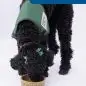 Black service dog wearing a green vest eating from a bowl, with Phantom text above.