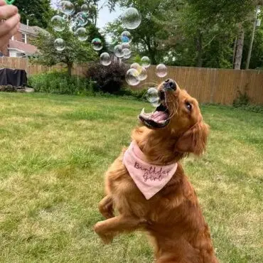 Golden retriever with Birthday Girl bandana happily jumps to catch bubbles in a sunny backyard.