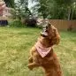 Golden retriever with Birthday Girl bandana happily jumps to catch bubbles in a sunny backyard.