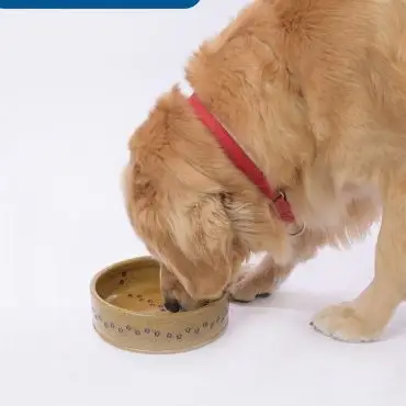 Golden retriever with red collar drinking from a ceramic bowl, white background, PETRA text overlay.