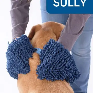 Golden dog wearing blue mop-style costume being adjusted by a person.