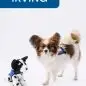 Papillon dog named Irving with plush toy wearing blue vest on white background.