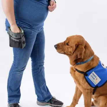 Handler in blue shirt training a service dog with Paws with a Cause vest, using treat pouch.