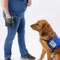 Handler in blue shirt training a service dog with Paws with a Cause vest, using treat pouch.