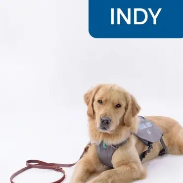 Golden retriever in a service dog vest lying down, leash on side, with INDY text above.