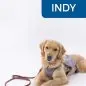 Golden retriever in a service dog vest lying down, leash on side, with INDY text above.