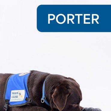 Brown assistance dog Porter with a blue vest lies on floor with black chew toy, labeled Paws with a Cause.