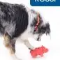 Dog with orange collar playing with red toy on white background.