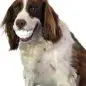 Smiling dog with large fake teeth toy in mouth, brown and white fur, playful expression, on white background.