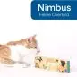 Orange and white cat named Nimbus examining a Cat Dominoes box on a white background.