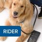 Golden Retriever named Rider sitting beside a person, smiling with a leash and slate coasters.