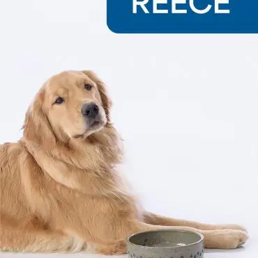Golden Retriever Reece with a bowl, sitting on a white background.