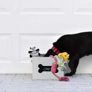 Black dog with red collar exploring toy box labeled Otto, featuring plush toys and a rope on a white background.