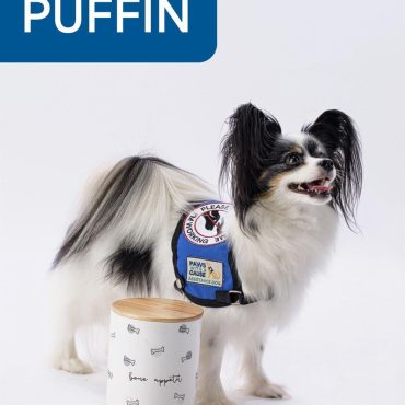 Papillon assistance dog in a blue vest standing beside a dog treat jar with text Puffin.