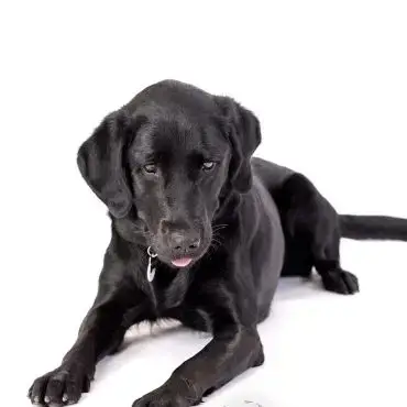 Black Labrador playing with a colorful toy ball on a white background.