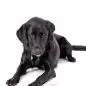 Black Labrador playing with a colorful toy ball on a white background.