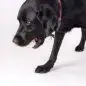 Black dog wearing a red collar holding a toy with a whimsical mouth design.